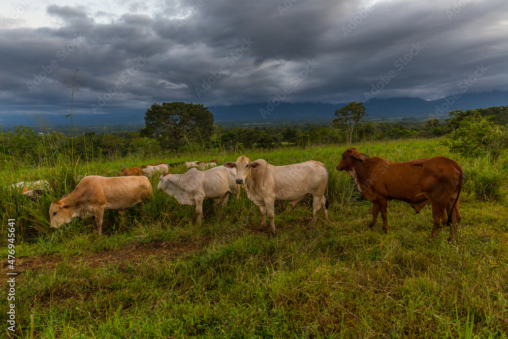Cows grazing fresh green grass on meadow with volcano of Arenal on the background. Costa Rica Cows grazing fresh green grass on meadow with volcano of Arenal on the background. Costa Rica