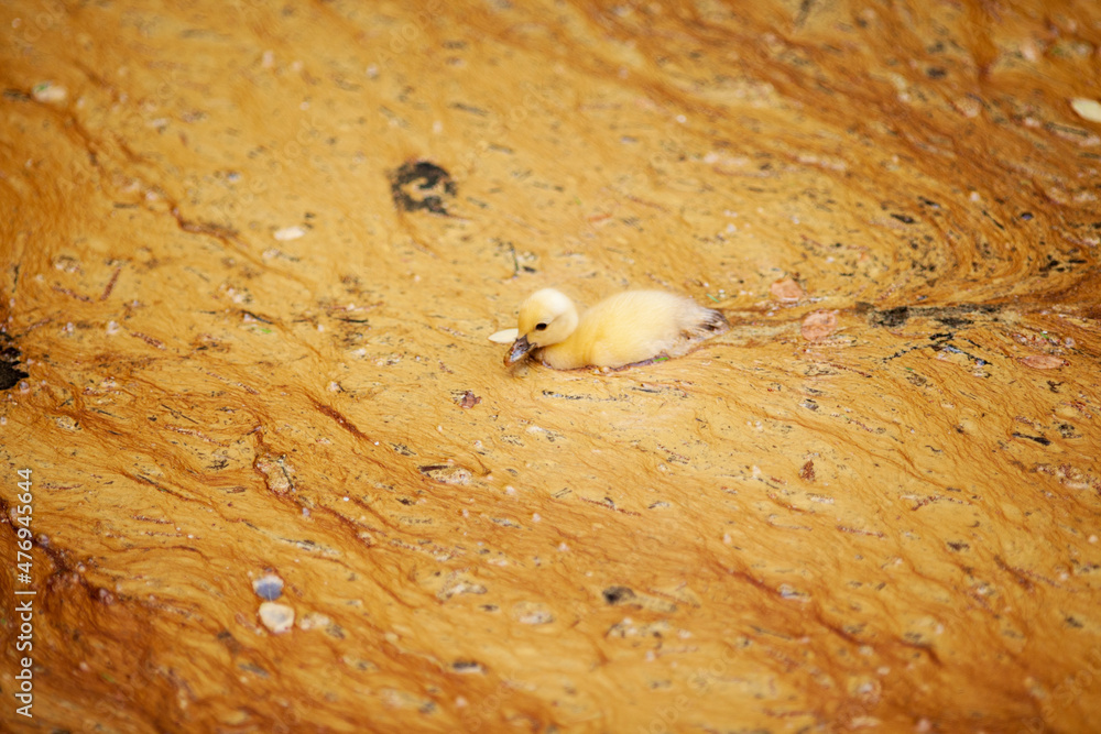 Obraz premium duck in yellow water