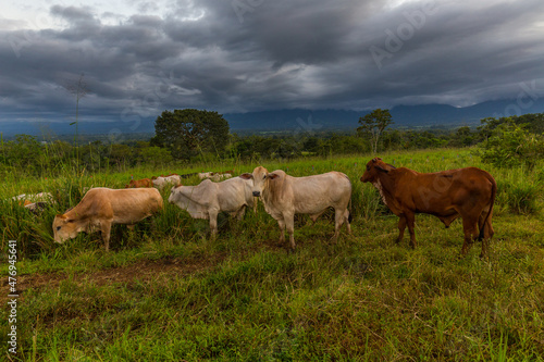 Cows grazing fresh green grass on meadow with volcano of Arenal on the background. Costa Rica