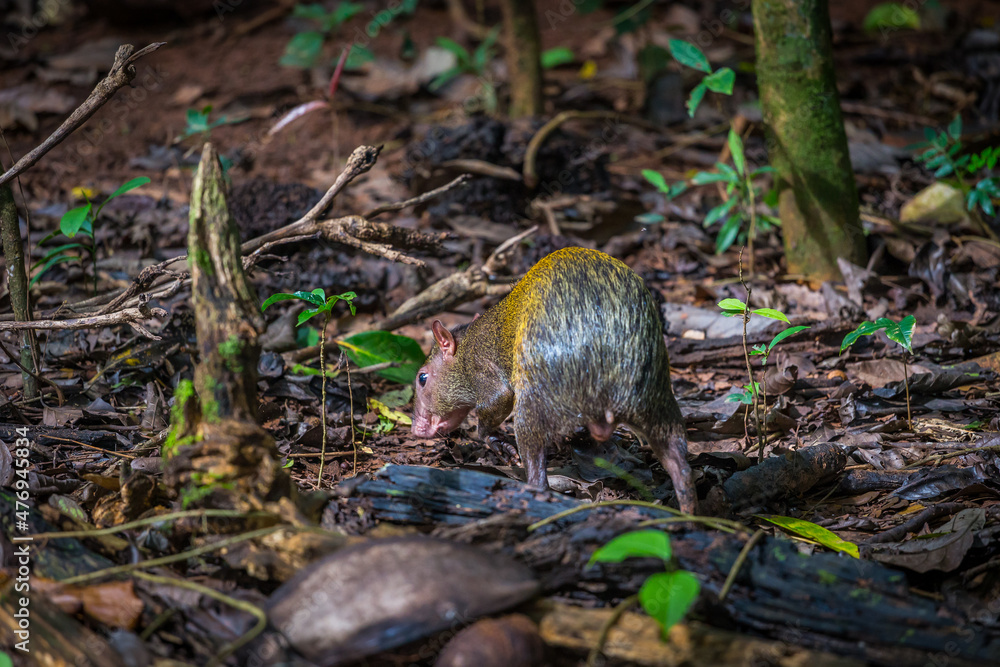 Central American Agouti (Dasyprocta punctata) Central American Agouti (Dasyprocta punctata)