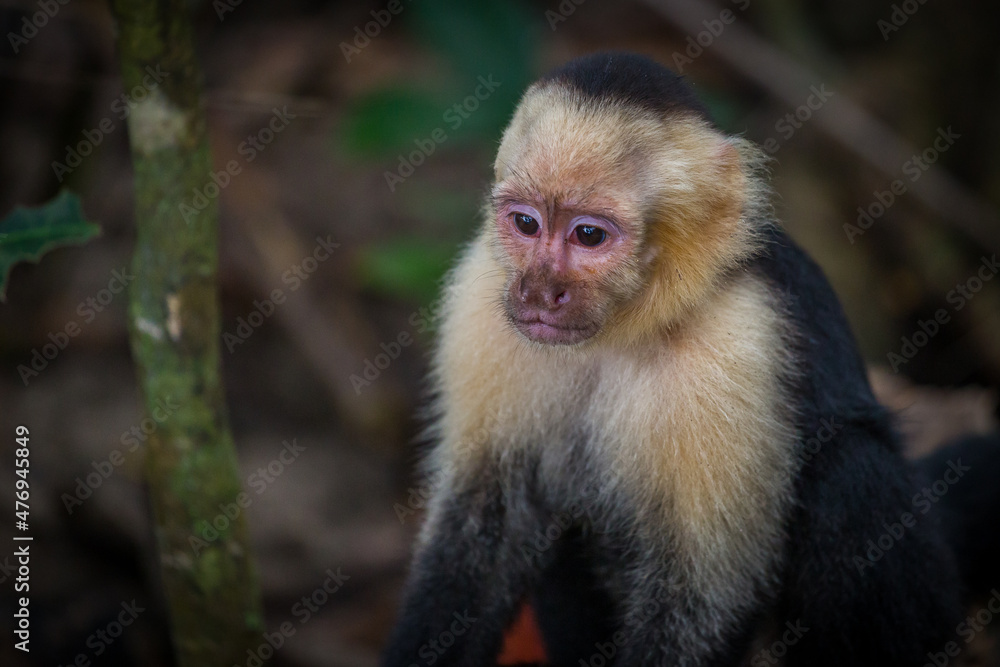 Costa Rica, Manuel Antonio National Park. Capuchin White Faced monkey portrait Costa Rica, Manuel Antonio National Park. Capuchin White Faced monkey portrait
