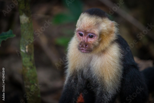 Costa Rica  Manuel Antonio National Park. Capuchin White Faced monkey portrait
