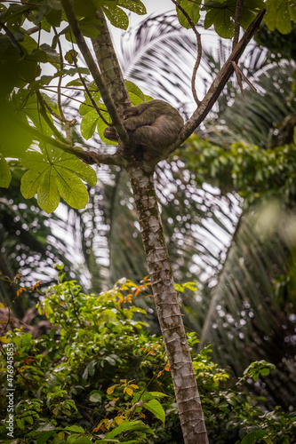 Sloth in a tree Manuel Antonio, Costa Rica.