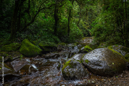 Stream in the Cloud Forest. Boquete, Panama