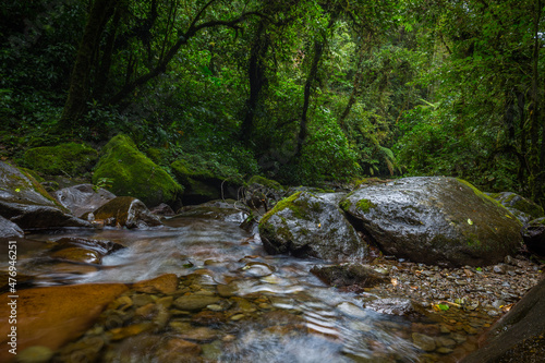 Stream in the Cloud Forest. Boquete  Panama