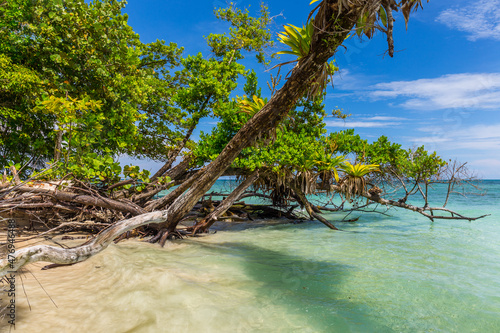 Lush tropical seashore Caribbean sea  Bocas del Toro  Panama