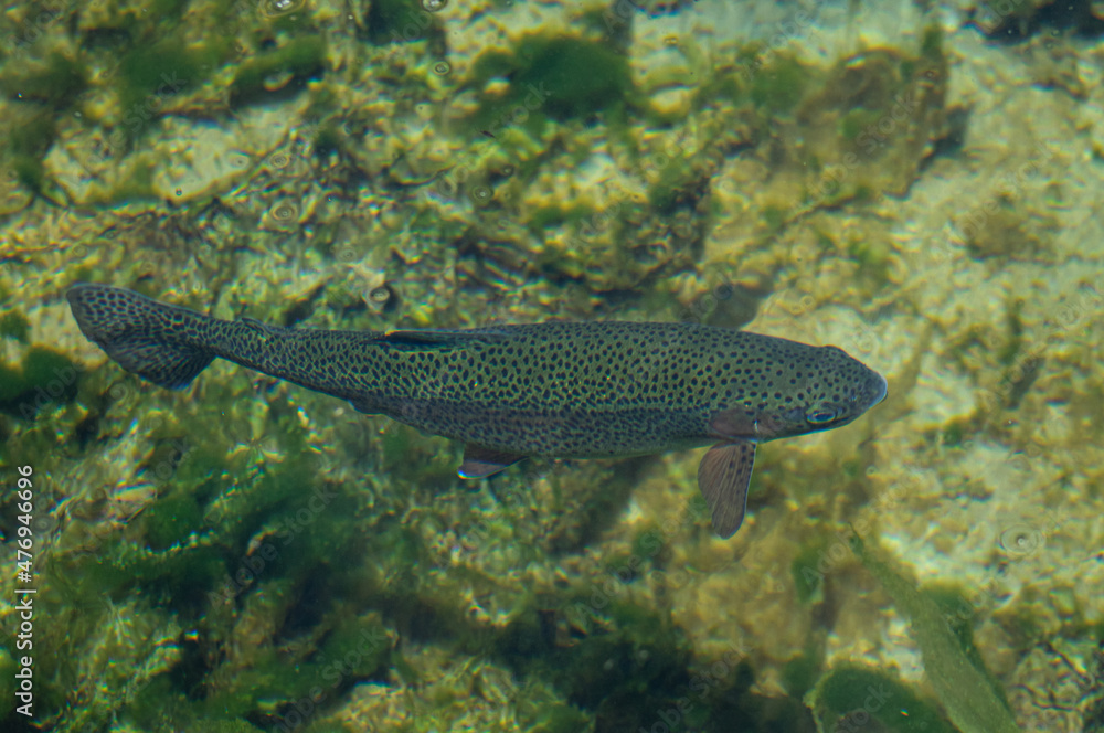 Trucha arcoíris Trucha arcoíris