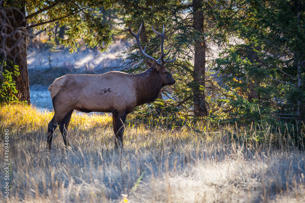 Fototapeta premium Male Elk with full set of antlers walking through forrest in early morning light