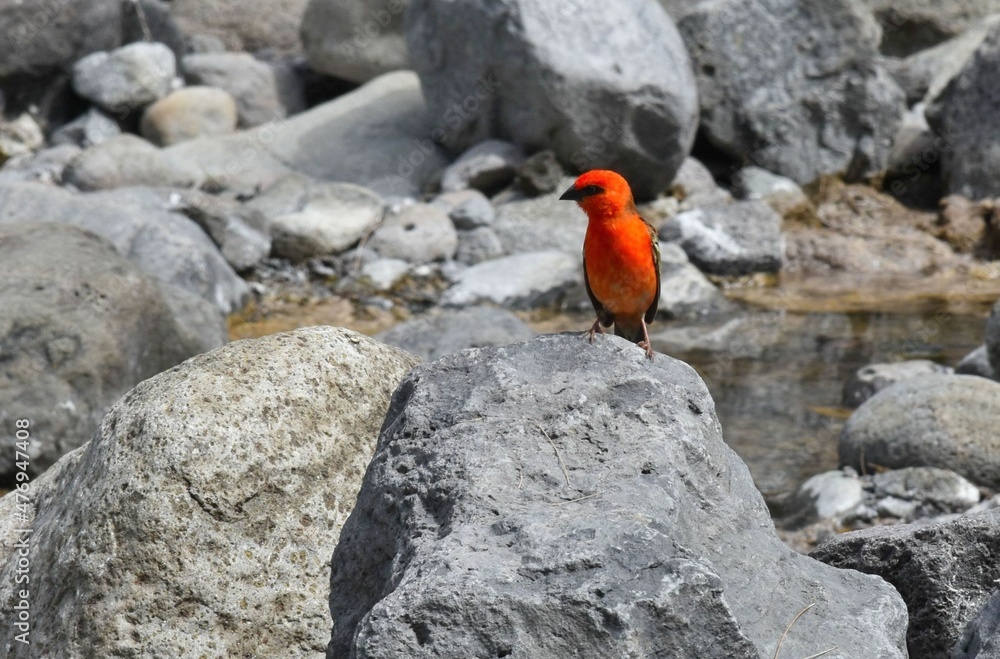 Cardinal ou Fody, foudi rouge (Foudia madagascariensis) Cardinal ou Fody, foudi rouge (Foudia madagascariensis)