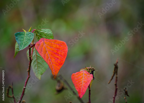 The Beautiful shape of Red leaves the plant on the mountain.