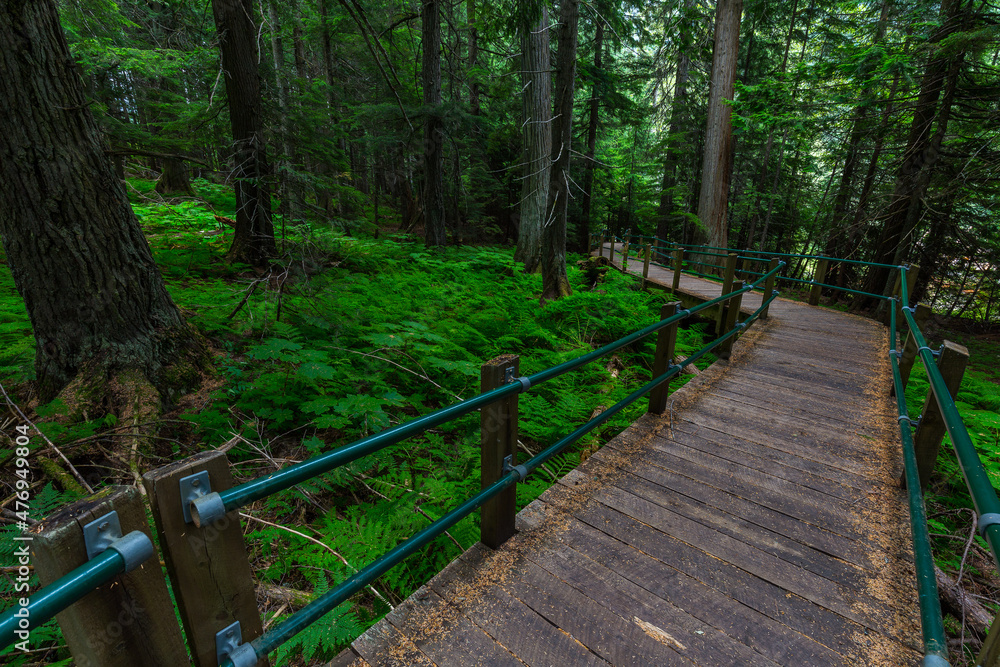 Fototapeta premium Giant Cedars at the Giant Cedars Boardwalk Trail, Mt. Revelstoke National Park