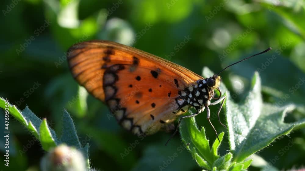 Orange butterfly feeding on lovely yellow flowers in blur garden background, Butterfly collecting pollen at yellow flower. Orange butterfly feeding on lovely yellow flowers in blur garden background, Butterfly collecting pollen at yellow flower.