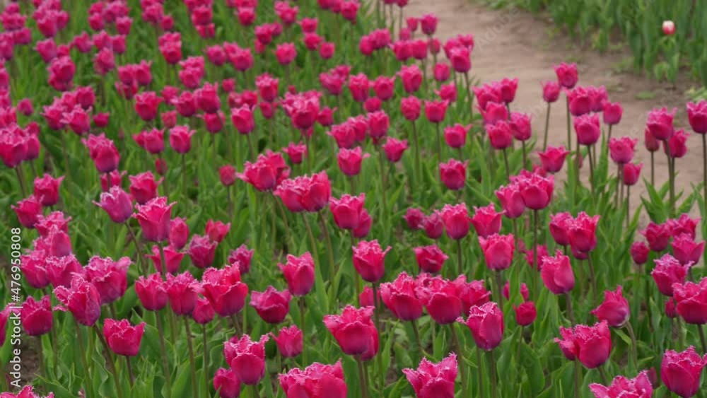 Wonderful agricultural land with colorful fields of pink tulips. Dobropark. Ukraine. Kiev region. May 2021 Wonderful agricultural land with colorful fields of pink tulips. Dobropark. Ukraine. Kiev region. May 2021