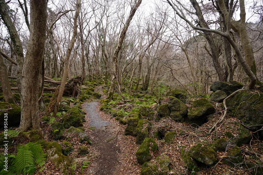 mossy rocks and bare trees in the winter forest mossy rocks and bare trees in the winter forest