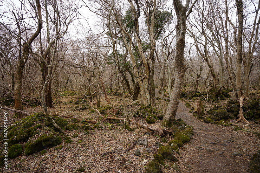 a dreary winter forest with a path a dreary winter forest with a path