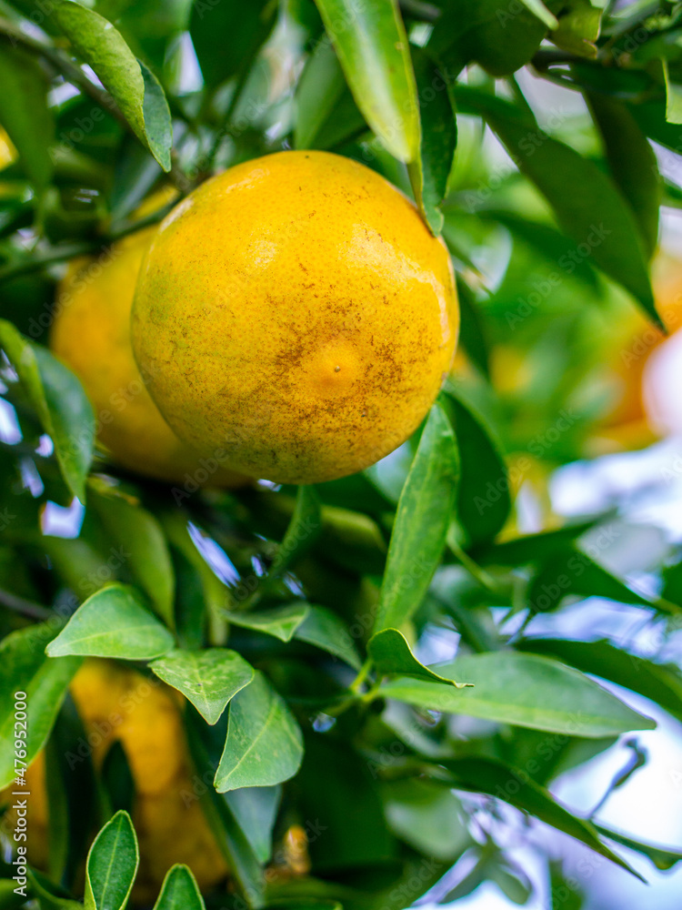 Ripe oranges hanging on orange trees, in orange orchards, vitamin C orange trees