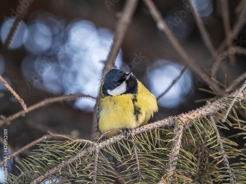 Cute bird Great tit, songbird sitting on the fir branch