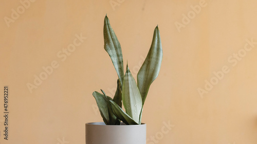 Sansevieria mother in law tongue plant photo