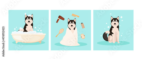 Husky washes in the bathroom. Set of illustration. Grooming. Cartoon design.
