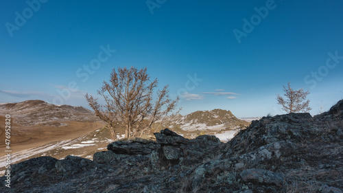 Winter Siberian landscape. Snow-covered hills and a bare tree against the blue sky. Granite rocks and dry grass in the foreground. A sunny day. Olkhon Island.