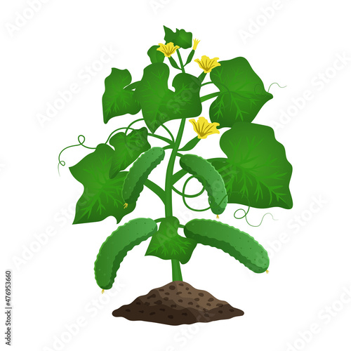 Cucumber Plant Organic Composition