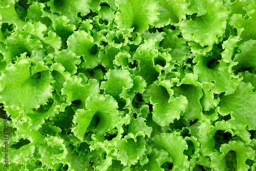 Green lettuce leaves grow in a vegetable garden.