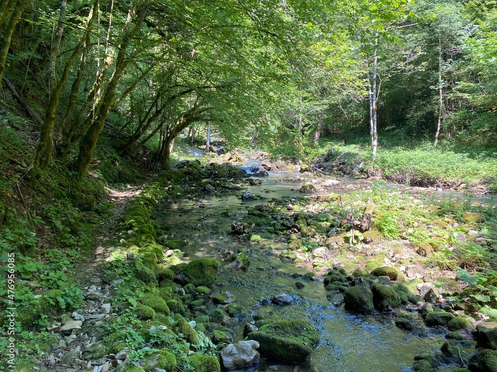 Fototapeta premium Small mountain river Gerovčica, Zamost - Region of Gorski kotar, Croatia (Mala gorska rijeka Gerovčica ili goranska rječica Gerovčica, Zamost - Gorski kotar, Hrvatska)