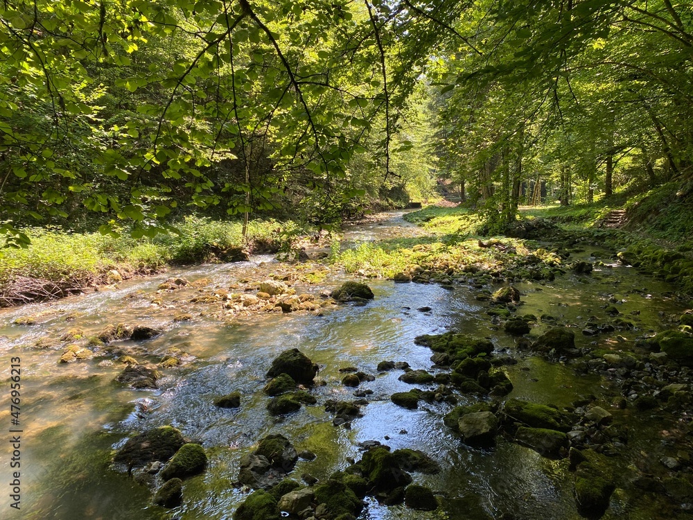Obraz premium Small mountain river Gerovčica, Zamost - Region of Gorski kotar, Croatia (Mala gorska rijeka Gerovčica ili goranska rječica Gerovčica, Zamost - Gorski kotar, Hrvatska)