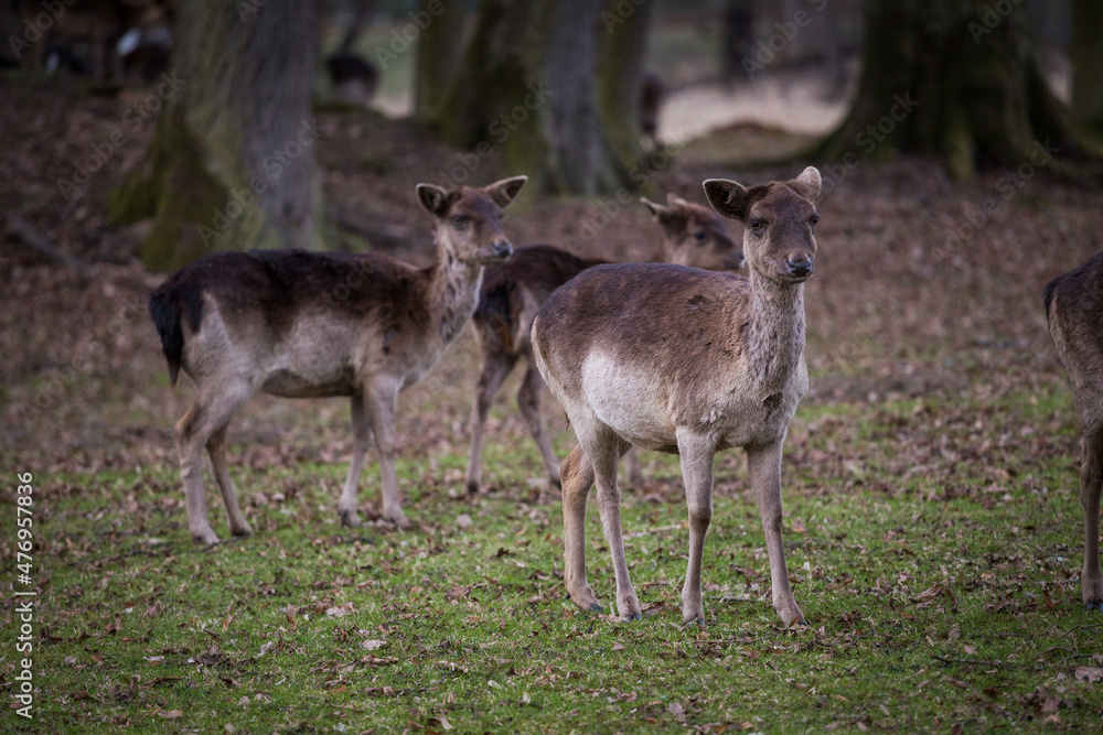 Herd of fallow deer in a park