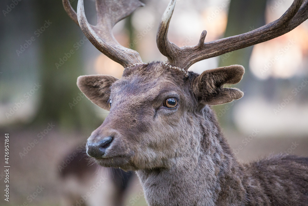 Fallow deer face Fallow deer face