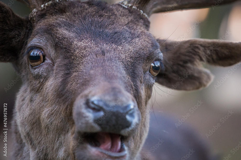 Fototapeta premium Fallow deer face