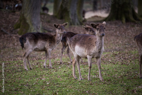 Herd of fallow deer in a park