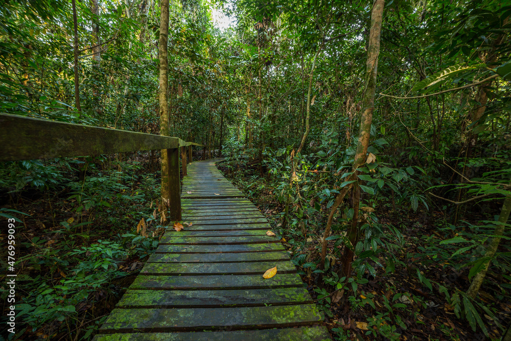 A pathway in jungle, Mulu, Borneo A pathway in jungle, Mulu, Borneo