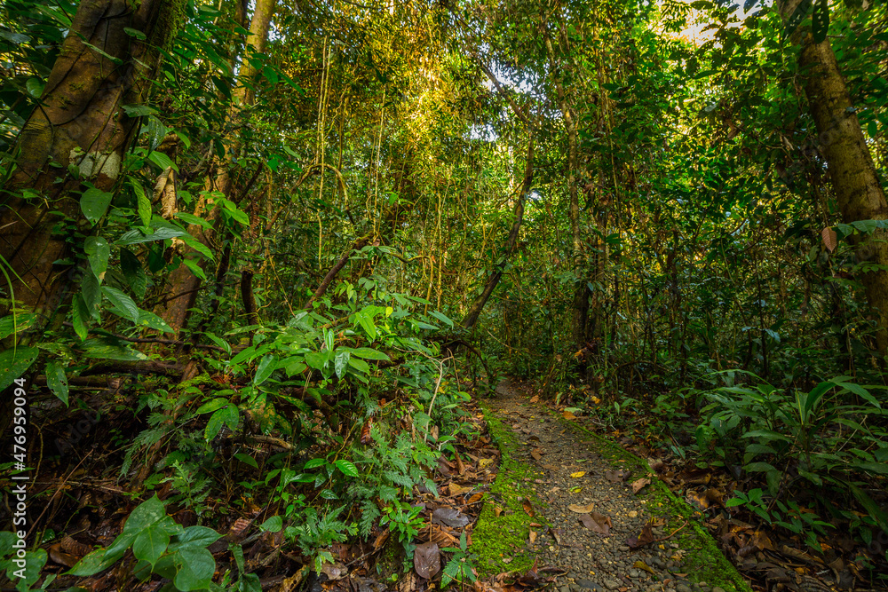 A pathway in jungle, Mulu, Borneo A pathway in jungle, Mulu, Borneo
