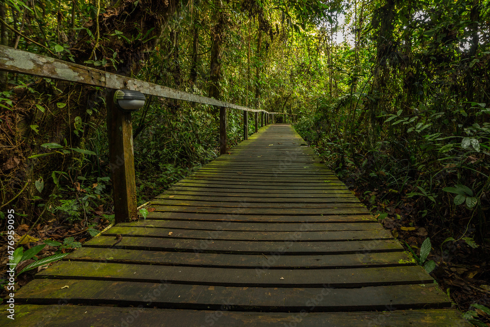 A pathway in jungle, Mulu, Borneo A pathway in jungle, Mulu, Borneo