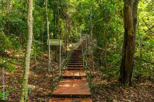 A pathway with stairs in jungle  Kota Kinabalu  Borneo
