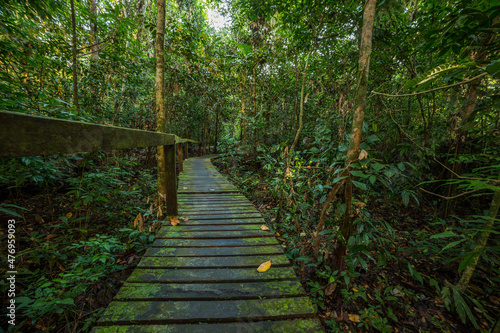 Fototapeta Naklejka Na Ścianę i Meble -  A pathway in jungle, Mulu, Borneo
