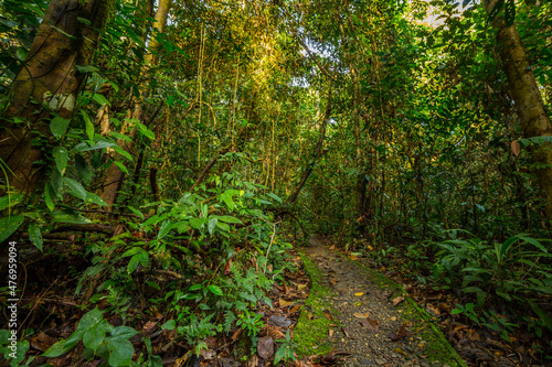 A pathway in jungle, Mulu, Borneo