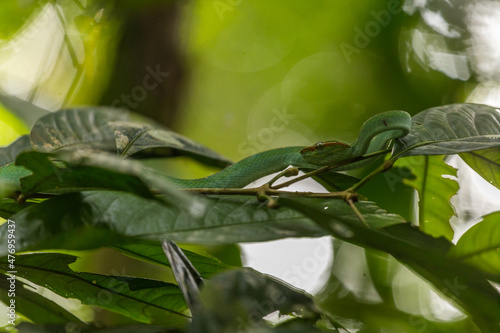 Wagler's pit viper photo