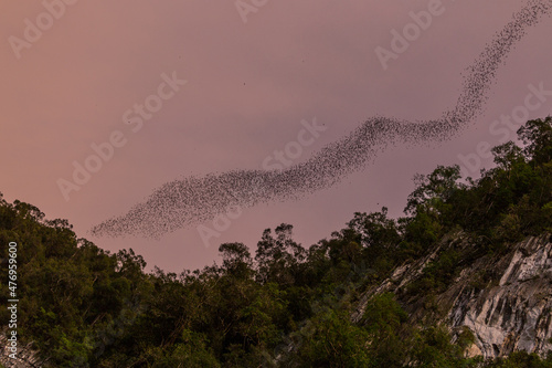 Bat exodus, Mulu, Borneo photo