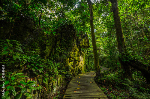 A pathway in jungle  Mulu  Borneo