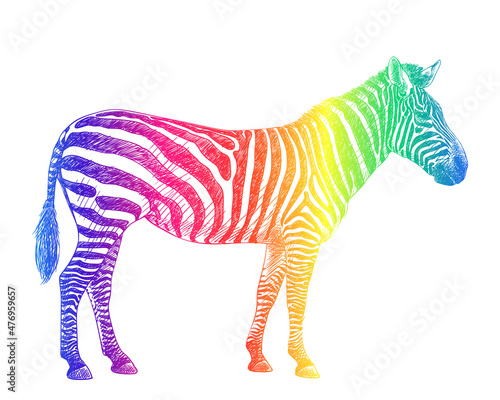 zebra