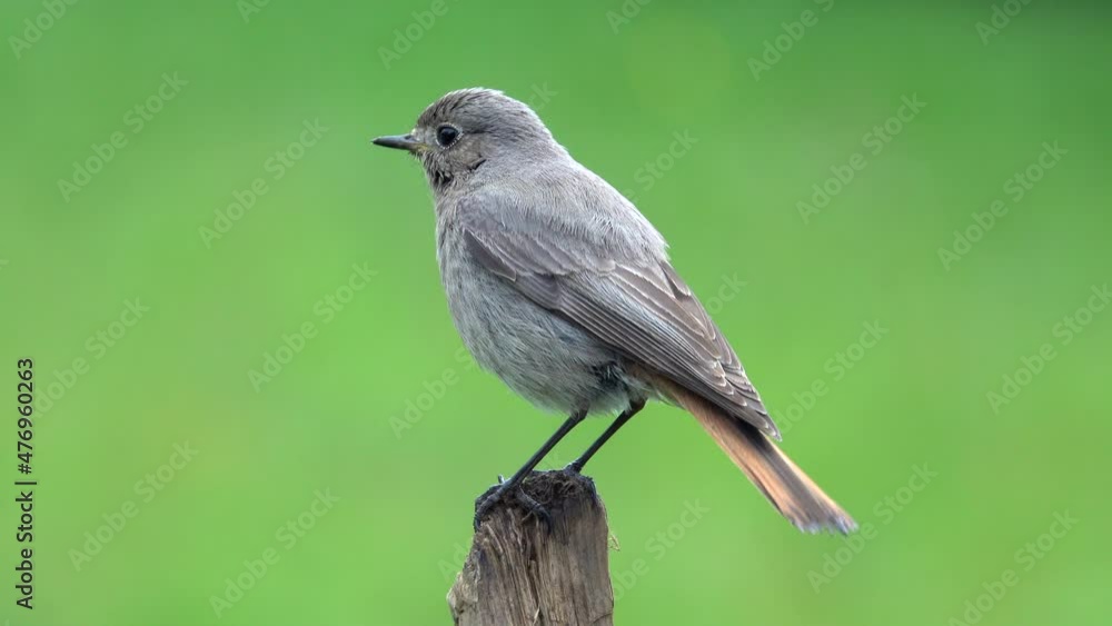 Hausrotschwanz (Phoenicurus ochruros) Hausrotschwanz (Phoenicurus ochruros)