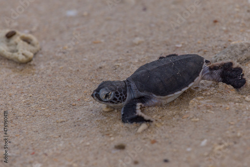 Sea turtle hatchling crawl to the sea