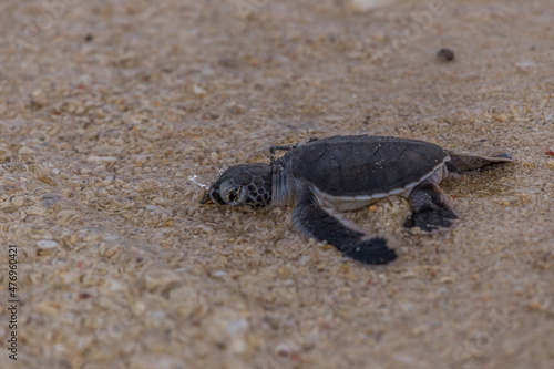Sea turtle hatchling crawl to the sea