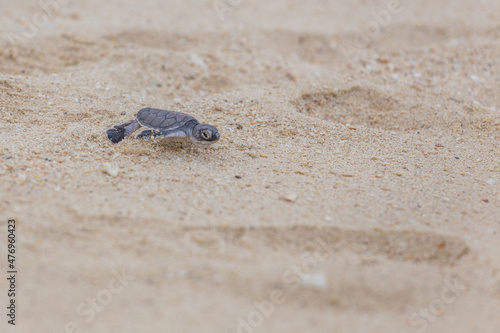 Sea turtle hatchling crawl to the sea © Pavel