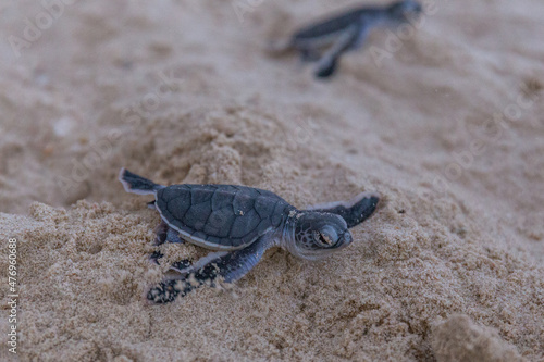 Obraz na plátne Sea turtle hatchlings crawl to the sea