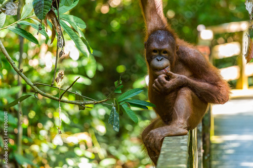Young Orangutan eating, Borneo