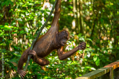 Young Orangutan eating, Borneo © Pavel