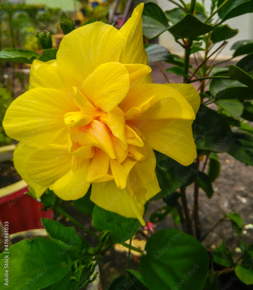Closeup of beautiful yellow flowers blooming in branch of green leaves plant growing in the garden, nature photography, floral gardening background Closeup of beautiful yellow flowers blooming in branch of green leaves plant growing in the garden, nature photography, floral gardening background